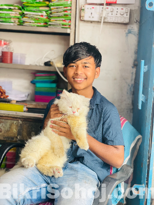 পারশিয়ান বিড়াল